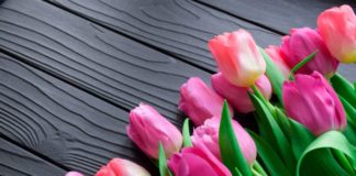 A brief history of tulips