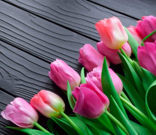 A brief history of tulips