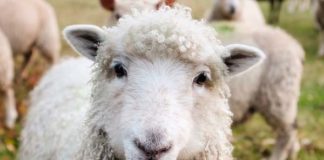 Farm attack, shepherd hospitalised after serious assault, Lothair