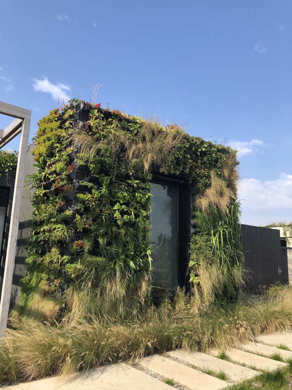 Zlulami green wall assisting with biophilic character