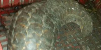 Sting operation results in arrest of suspect selling a pangolin for R200k