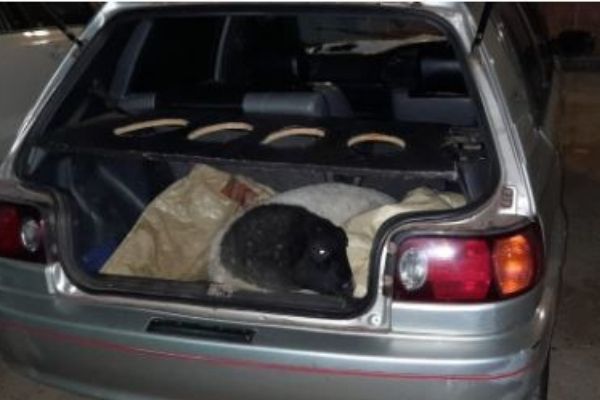 2 Stock thieves arrested, Delportshoop 2 Stock thieves arrested, Delportshoop