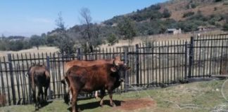 Operation recovers stolen cattle, Katkop. Photo: SAPS