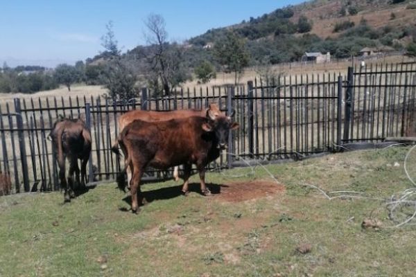 Operation recovers stolen cattle, Katkop Operation recovers stolen cattle, Katkop