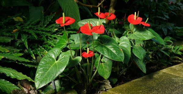 5 Flowers to Spruce Up Your Living Room 5 Flowers to Spruce Up Your Living Room