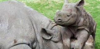 White rhinoceros poacher sentenced to 19 years in prison