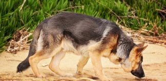 Hijacking: K9 Unit arrests 4 suspects, Cape Town Hijacking: K9 Unit arrests 4 suspects, Cape Town