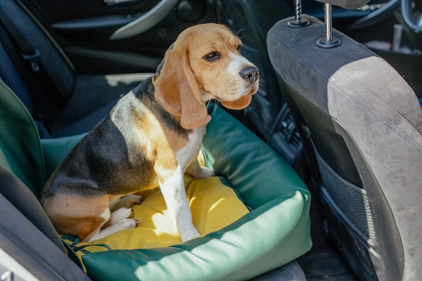 Ready for vacation? Here’s how to get your pets ready too Ready for vacation? Here’s how to get your pets ready too