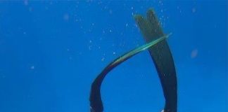 Freediver, Zandile Ndhlovu AKA - the Black Mermaid