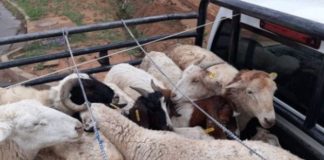 Stock thieves arrested at Madutle border line Stock thieves arrested at Madutle border line