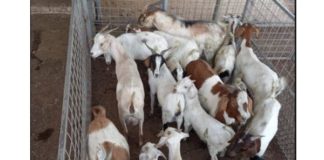 Hekpoort stock thief arrested with 17 goats Hekpoort stock thief arrested with 17 goats
