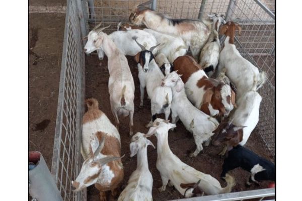 Hekpoort stock thief arrested with 17 goats Hekpoort stock thief arrested with 17 goats