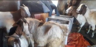 Caffhill farm stock theft, goats recovered in suspects house Caffhill farm stock theft, goats recovered in suspects house