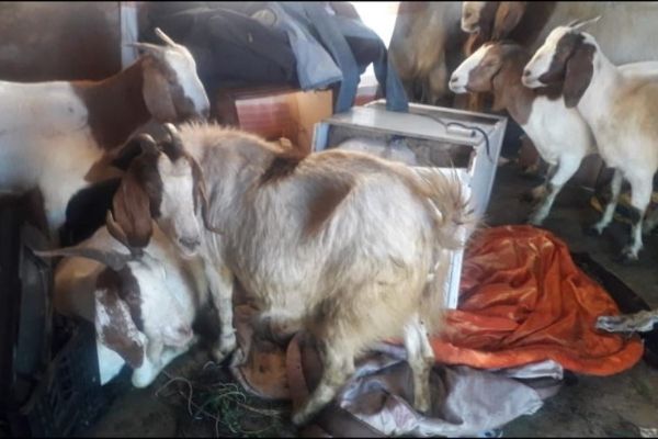 Caffhill farm stock theft, goats recovered in suspects house Caffhill farm stock theft, goats recovered in suspects house
