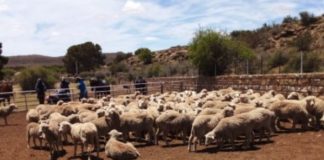 De Aar Stock theft unit recover 107 merino sheep stolen from a farm, Sutherland. Photo: SAPS