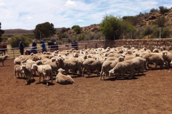 De Aar Stock theft unit recover 107 merino sheep stolen from a farm, Sutherland