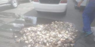 Suspect arrested with abalone, Grabouw