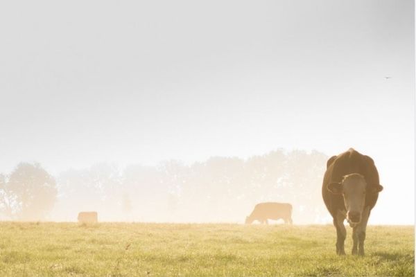 Herdsmen attacked and robbed, 1 killed, cattle stolen, Tlhabane Herdsmen attacked and robbed, 1 killed, cattle stolen, Tlhabane