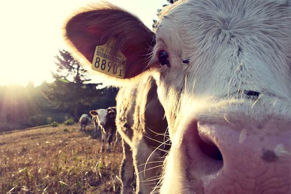 Warden farmers assist in recovering stolen cattle, Roadside Warden farmers assist in recovering stolen cattle, Roadside