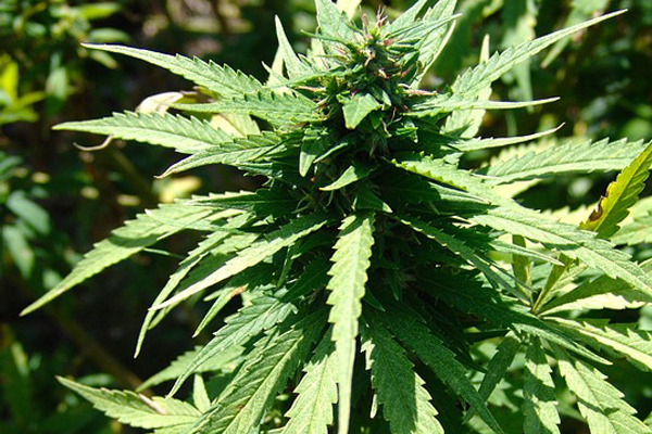 Dagga dealer arrested, Kathu Dagga dealer arrested, Kathu