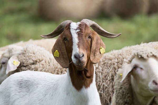 Rustenburg stock theft, 25 goats recovered, Hekpoort Rustenburg stock theft, 25 goats recovered, Hekpoort