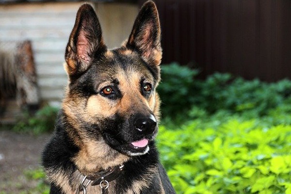 K9 unit sniffs out R1 million worth of drugs, Beaufort West K9 unit sniffs out R1 million worth of drugs, Beaufort West