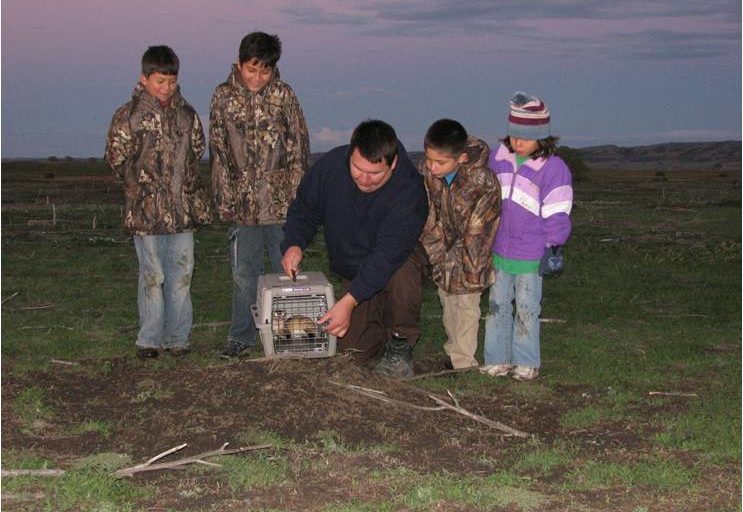 Wildlife biologist, Shaun Grassel, releasing the black-footed ferret (Mustela nigripes) on the Lower Brulé Sioux Tribe's lands. Image courtesy of Shaun Grassel.
