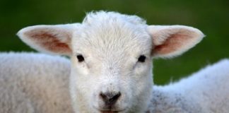 Stock thief arrested with 26 stolen sheep, Tabase
