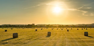 Transforming agriculture: Competition Commission wants to start imposing further racial quotas Transforming agriculture: Competition Commission wants to start imposing further racial quotas