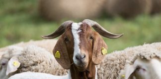 3 Arrested with 35 goats and a sheep, Bloemfontein