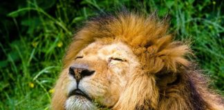 2 Arrested for possession of a lion’s head, Zeerust