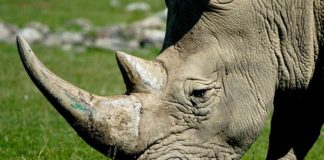 Dehorning of 4 Rhino's, 4 arrested, Ceres