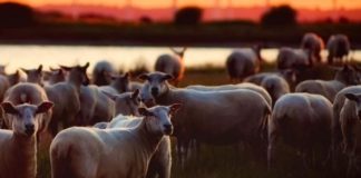 Stock thieves hit farmers, more than 40 animals slaughtered, Paarl Stock thieves hit farmers, more than 40 animals slaughtered, Paarl