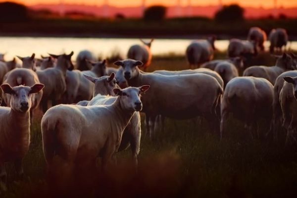 Stock thieves hit farmers, more than 40 animals slaughtered, Paarl Stock thieves hit farmers, more than 40 animals slaughtered, Paarl