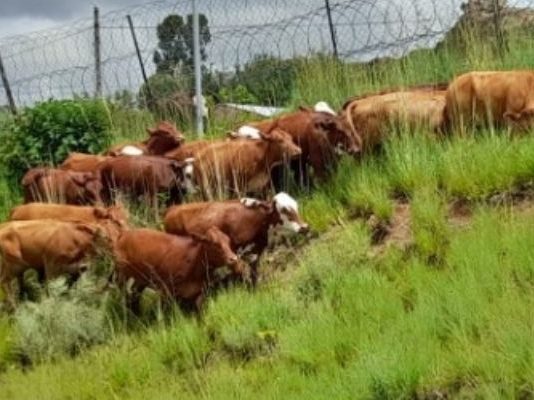 Farmer assists stock theft unit recover stolen cattle, Phuthaditjhaba. Photo: SAPS