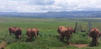 Farmers assist in recovering cattle stolen from a farm in Normandien