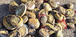3 Abalone poachers fined R100k each, Parow