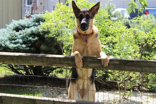 K9 Unit sniffs out explosives, Houtbay K9 Unit sniffs out explosives, Houtbay