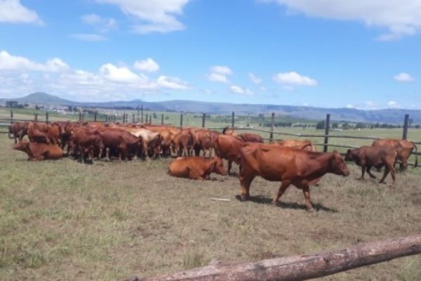 78 Cattle stolen from a Free State farm recovered in Vryheid
