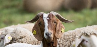 Theft of 21 goats, 3 thieves remanded in custody, Lichtenburg