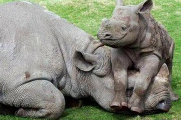 Two Skukuza rhino poachers handed hefty sentences Two Skukuza rhino poachers handed hefty sentences