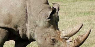 Rhino poacher sentenced to 25 years, Skukuza Rhino poacher sentenced to 25 years, Skukuza