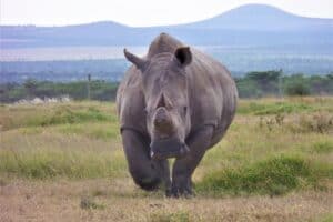 Scientists are edging closer to saving northern white rhinos from extinction