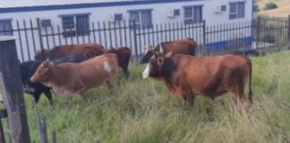 Suspected stock thief nabbed, 6 cattle recovered, KatKop. Photo: SAPS