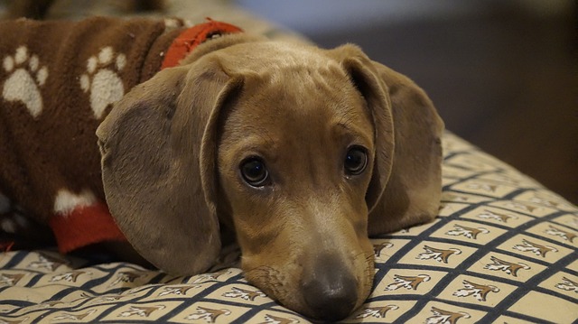 Choosing the best anti-parasitic medication for your pet Choosing the best anti-parasitic medication for your pet