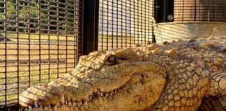 Out on this once-in-a-lifetime chance to enjoy a tour of Dingo’s private facility