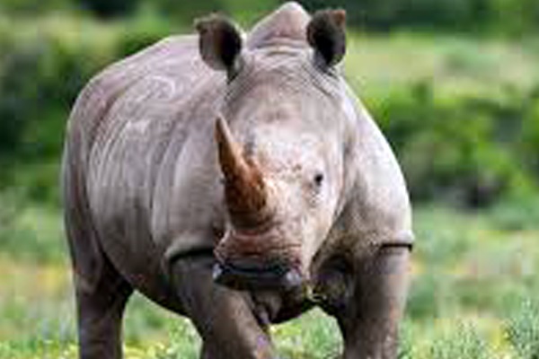 Rhino poaching: Duo sentenced to 44 years’ imprisonment each, Zeerust Rhino poaching: Duo sentenced to 44 years’ imprisonment each, Zeerust