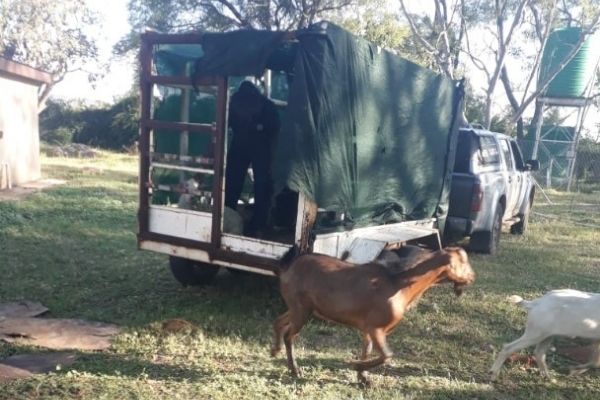 4 Stock thieves arrested with 52 goats, 4 sheep, Polokwane