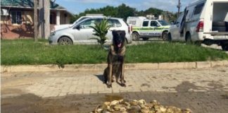 K9 'Adze' tackles abalone poachers after high speed chase, Fish River. Photo: SAPS