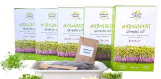 Getting a mega nutritional boost from microgreens